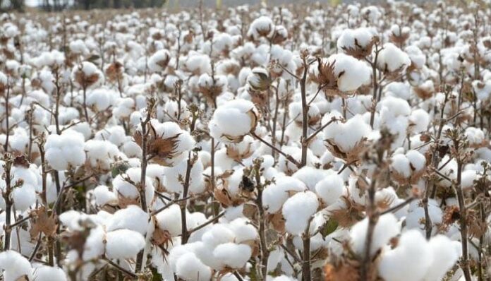 cotton